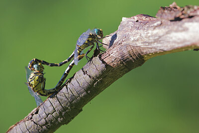BUITEN BEELD Foto: 437629