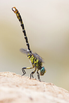 BUITEN BEELD Foto: 437630