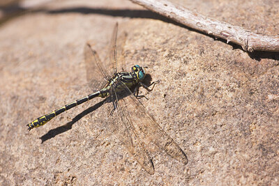 BUITEN BEELD Foto: 437632