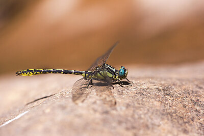 BUITEN BEELD Foto: 437634
