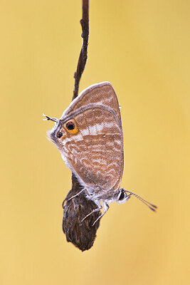 BUITEN BEELD Foto: 437635