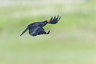BUITEN BEELD Foto: 437639