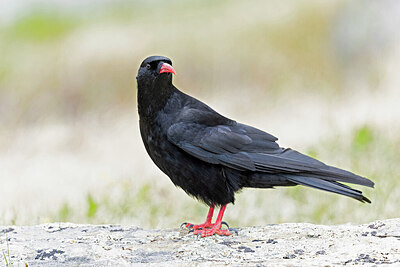 BUITEN BEELD Foto: 437640