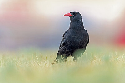 BUITEN BEELD Foto: 437643