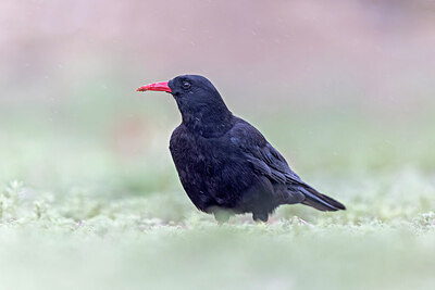 BUITEN BEELD Foto: 437646
