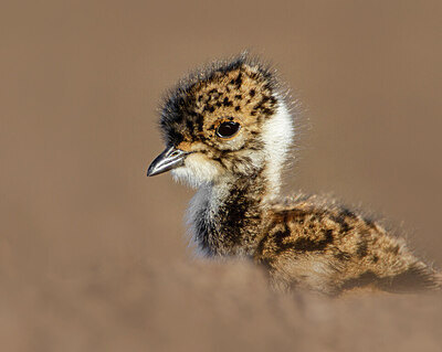 BUITEN BEELD Foto: 437651
