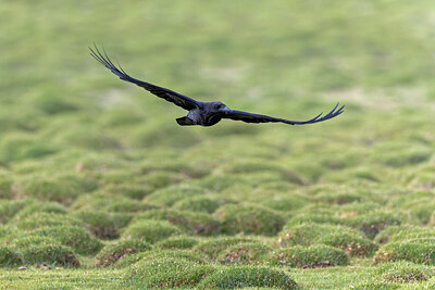 BUITEN BEELD Foto: 437652