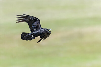 BUITEN BEELD Foto: 437655