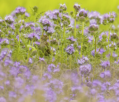 BUITEN BEELD Foto: 437659