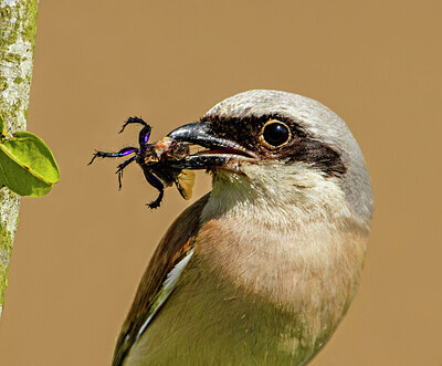 BUITEN BEELD Foto: 437660