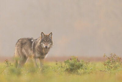 BUITEN BEELD Foto: 437672
