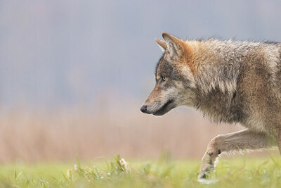 BUITEN BEELD Foto: 437673