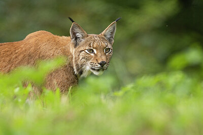 BUITEN BEELD Foto: 437678