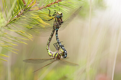 BUITEN BEELD Foto: 437682
