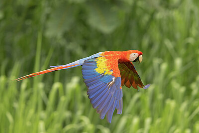 BUITEN BEELD Foto: 437686