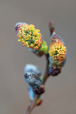 BUITEN BEELD Foto: 437693