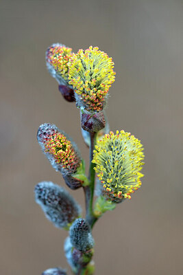 BUITEN BEELD Foto: 437694