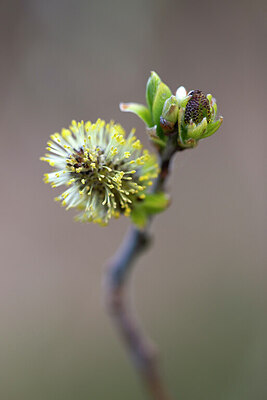 BUITEN BEELD Foto: 437695