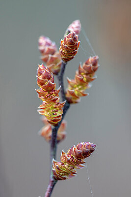BUITEN BEELD Foto: 437702