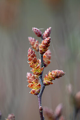 BUITEN BEELD Foto: 437703