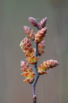 BUITEN BEELD Foto: 437704