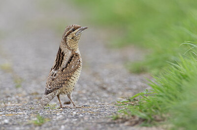 BUITEN BEELD Foto: 437715