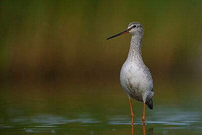 BUITEN BEELD Foto: 437718