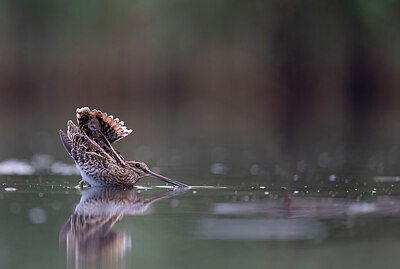 BUITEN BEELD Foto: 437722
