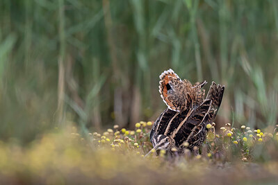 BUITEN BEELD Foto: 437724