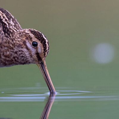 BUITEN BEELD Foto: 437726
