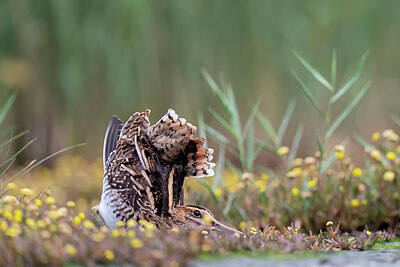 BUITEN BEELD Foto: 437729