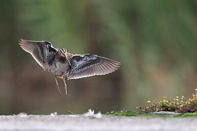 BUITEN BEELD Foto: 437731