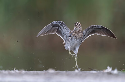 BUITEN BEELD Foto: 437732