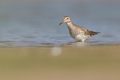 BUITEN BEELD Foto: 437739