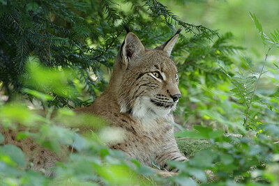 BUITEN BEELD Foto: 437741