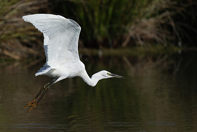 BUITEN BEELD Foto: 437745
