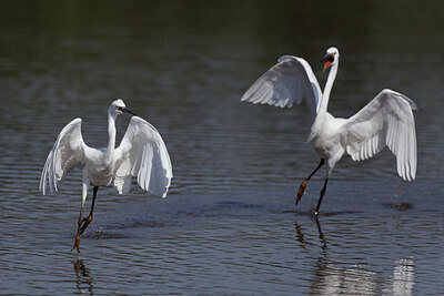 BUITEN BEELD Foto: 437747