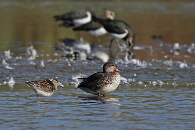BUITEN BEELD Foto: 437753