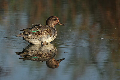 BUITEN BEELD Foto: 437754