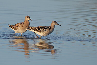 BUITEN BEELD Foto: 437755