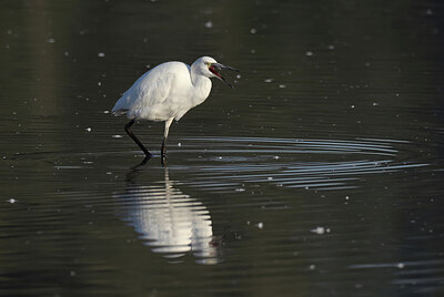 BUITEN BEELD Foto: 437756