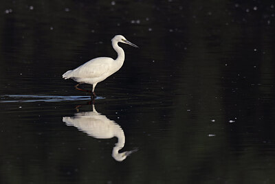 BUITEN BEELD Foto: 437758