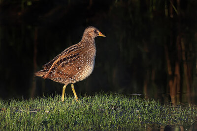 BUITEN BEELD Foto: 437759