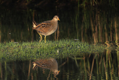 BUITEN BEELD Foto: 437760