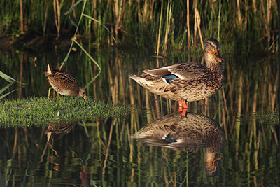 BUITEN BEELD Foto: 437761