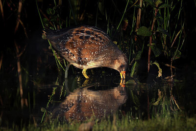 BUITEN BEELD Foto: 437763