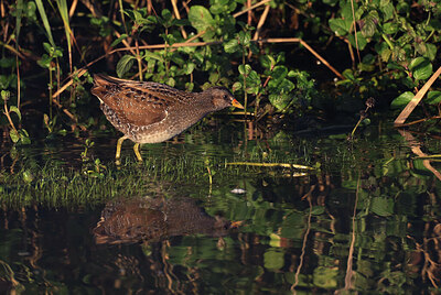 BUITEN BEELD Foto: 437764
