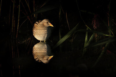 BUITEN BEELD Foto: 437766