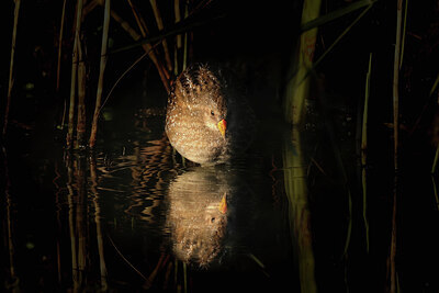 BUITEN BEELD Foto: 437767