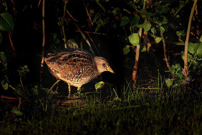 BUITEN BEELD Foto: 437768